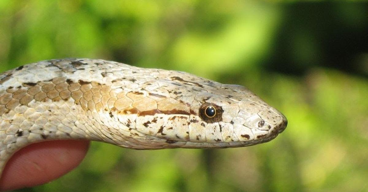 Detailed shot of the Antiguan Racer Snake, or Alsophis antiguae, in its natural setting.