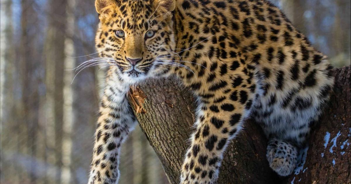 The alluring Amur Leopard, commonly referred to as Macan Tutul Amur in Bahasa Indonesia.