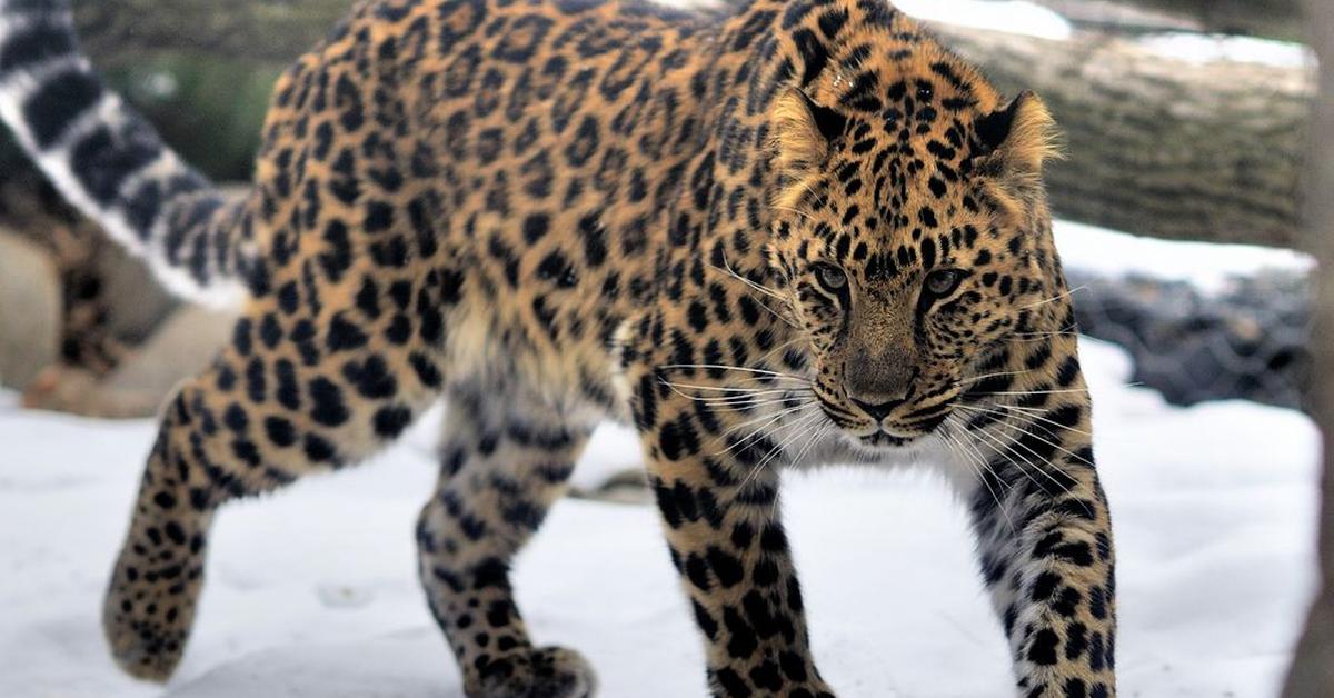 Exquisite image of Amur Leopard, in Indonesia known as Macan Tutul Amur.