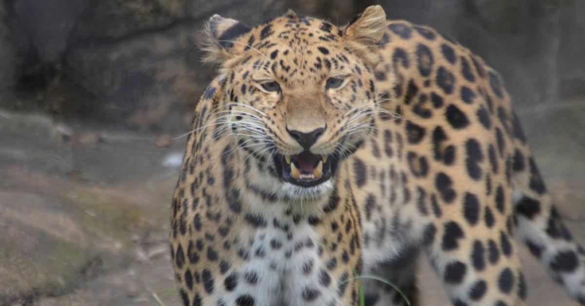 Elegant Amur Leopard in its natural habitat, called Macan Tutul Amur in Indonesia.