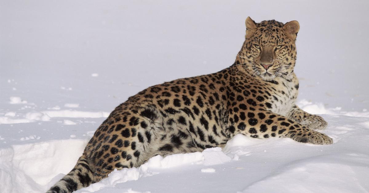 Vivid image of the Amur Leopard, or Macan Tutul Amur in Indonesian context.