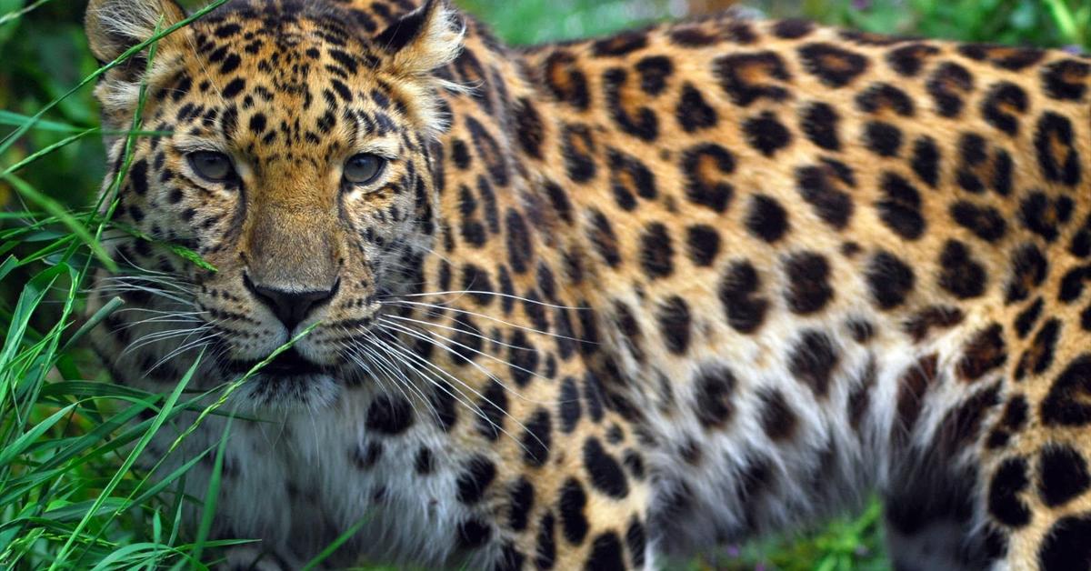 Iconic view of the Amur Leopard, or Panthera pardus orientalis, in its habitat.