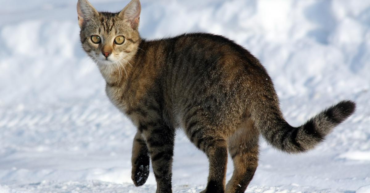 Unique portrayal of the Abyssinian, also called Kucing Abyssinian in Bahasa Indonesia.