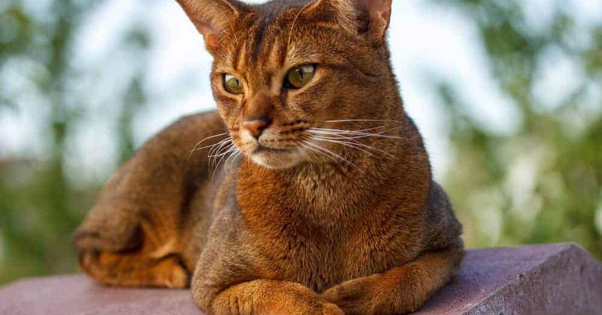 The majestic Abyssinian, also called Kucing Abyssinian in Indonesia, in its glory.