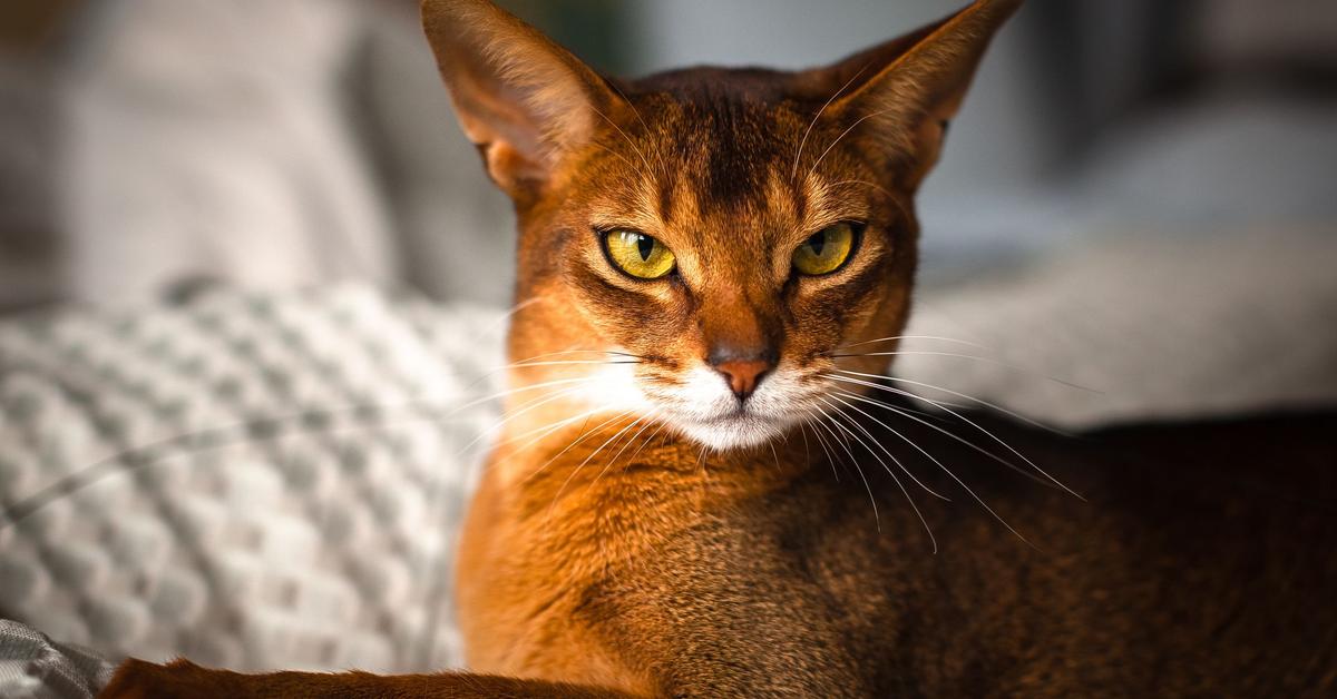 Iconic view of the Abyssinian, or Felis catus, in its habitat.