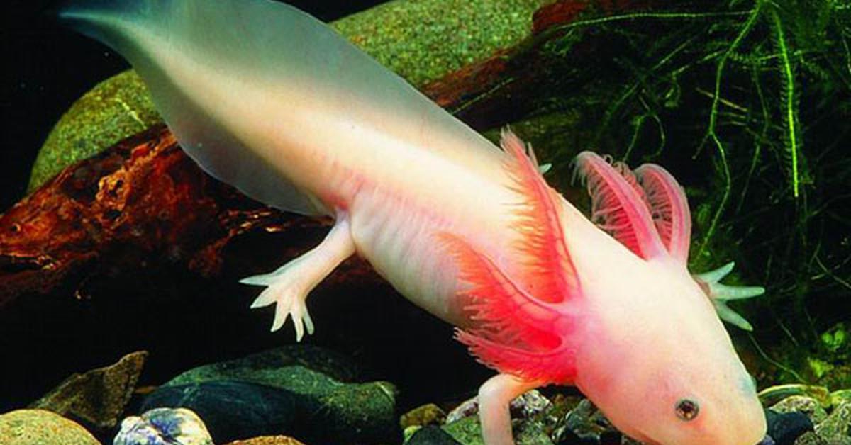 Image of the Axolotl (Ambystoma mexicanum), popular in Indonesia as Axolotl.