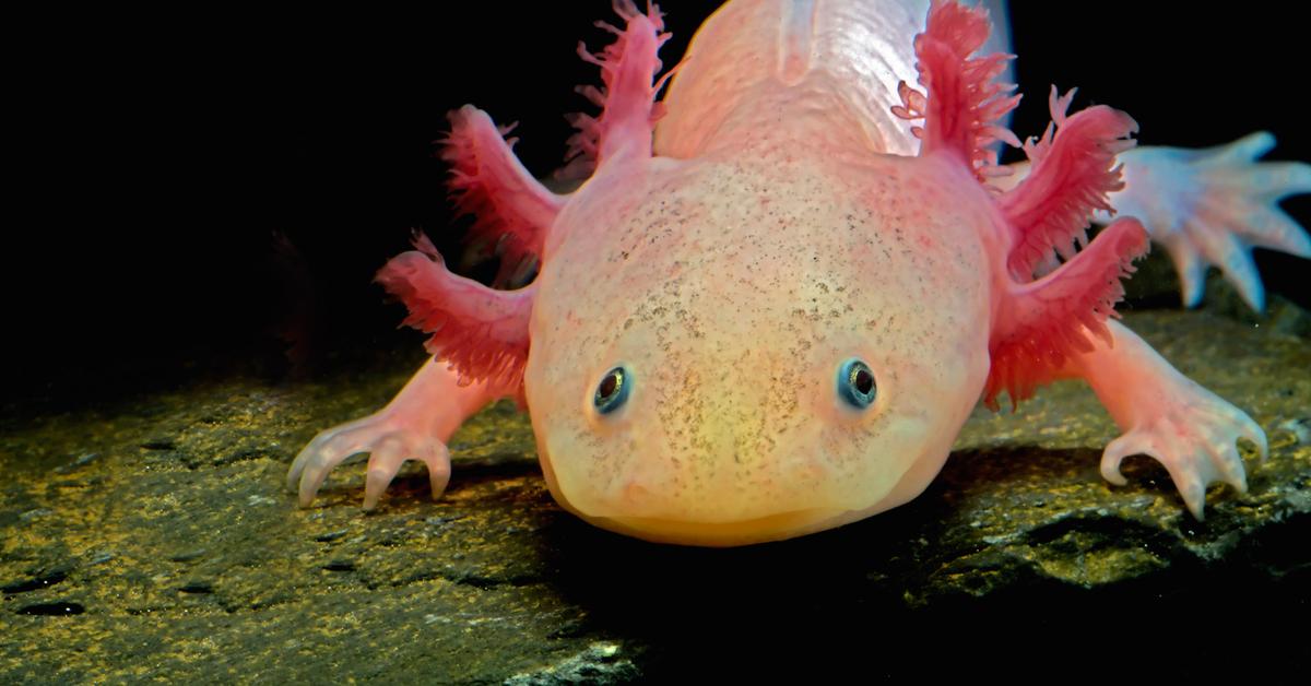 Detailed shot of the Axolotl, or Ambystoma mexicanum, in its natural setting.