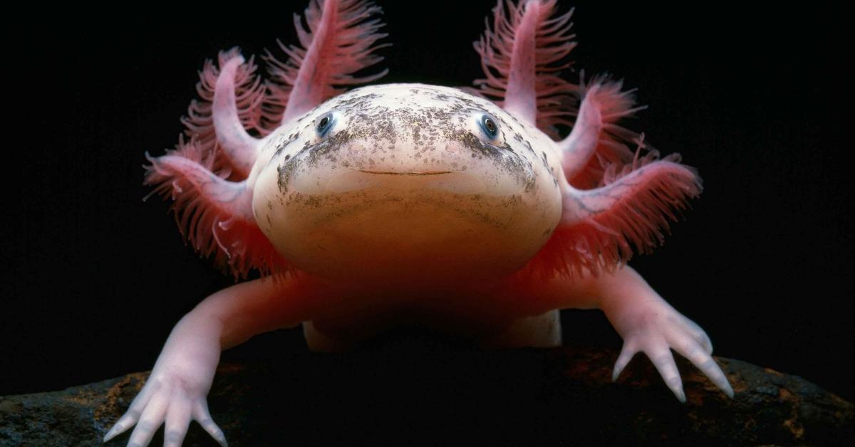 Captured moment of the Axolotl, in Indonesia known as Axolotl.