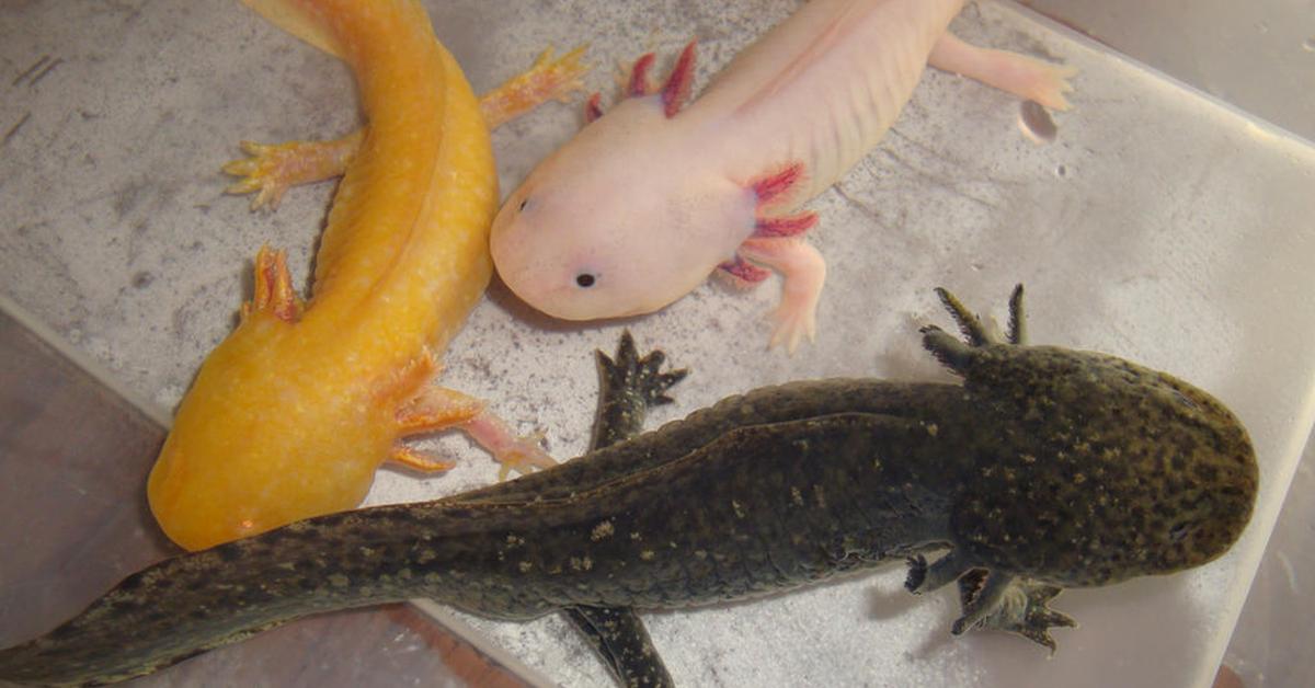 Glimpse of the Axolotl, known in the scientific community as Ambystoma mexicanum.