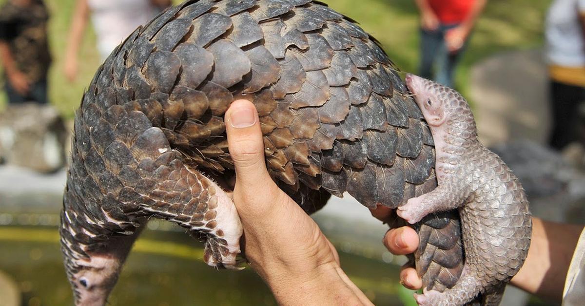 Stunning image of the Anteater (Myrmecophaga Tridactyla), a wonder in the animal kingdom.