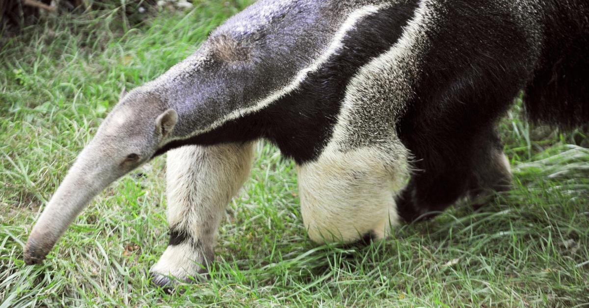 Snapshot of the intriguing Anteater, scientifically named Myrmecophaga Tridactyla.