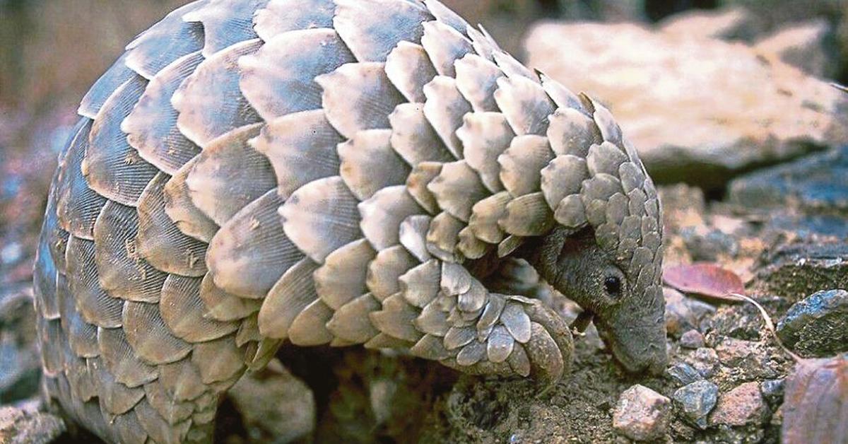 The majestic Anteater, also called Tenggiling in Indonesia, in its glory.