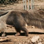 The elegant Anteater (Myrmecophaga Tridactyla), a marvel of nature.