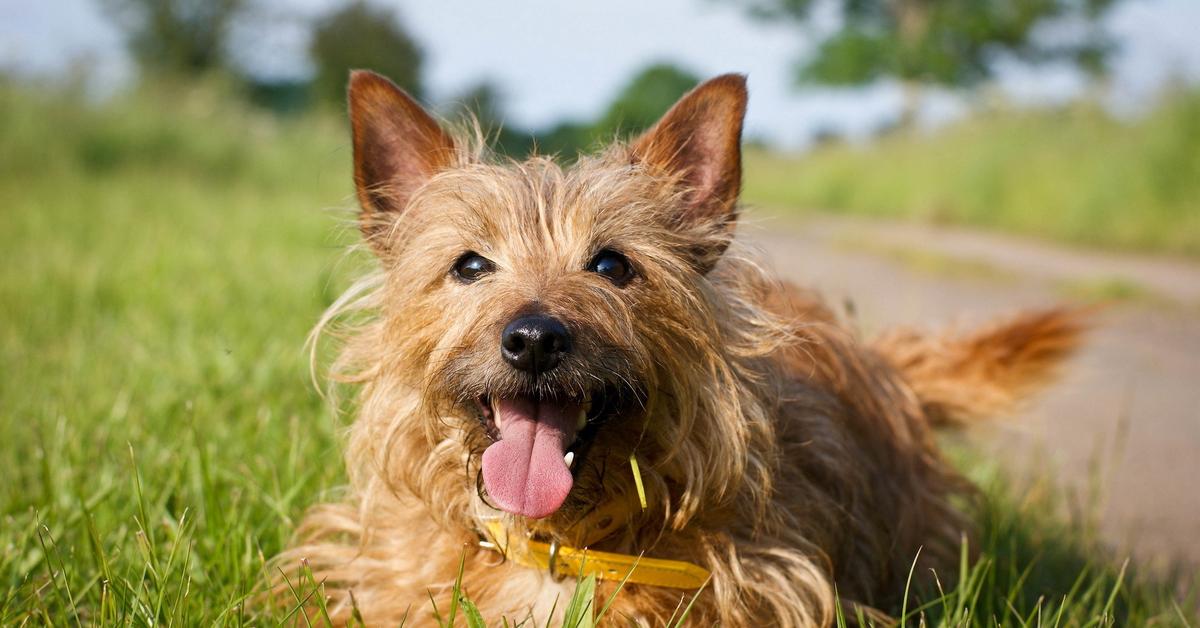 Vibrant snapshot of the Australian Terrier, commonly referred to as Terrier Australia in Indonesia.