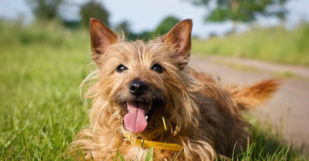 Vivid image of the Australian Terrier, or Terrier Australia in Indonesian context.