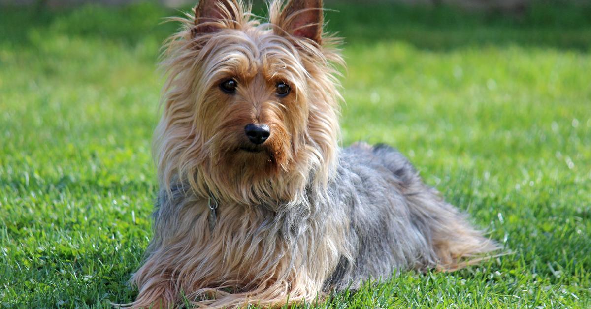 A beautiful representation of the Australian Terrier, scientifically Canis Lupus.