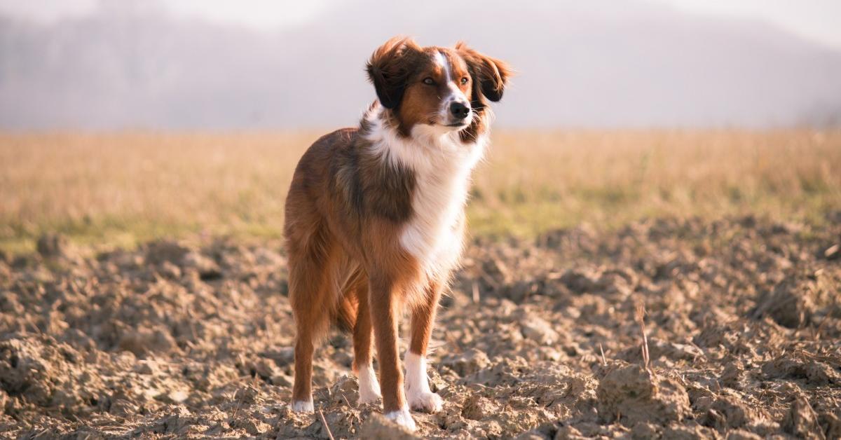 A beautiful representation of the Australian Shepherd, scientifically Canis lupus.