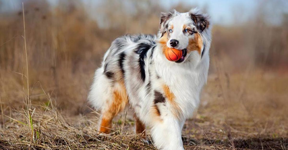 Engaging shot of the Australian Shepherd, recognized in Indonesia as Anjing Gembala Australia.