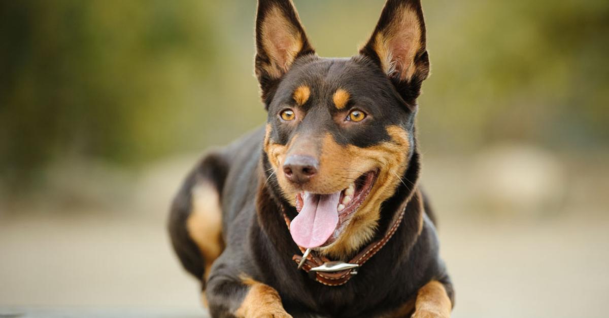 Picture of Australian Kelpie Dog, known in Indonesia as Anjing Kelpie Australia.