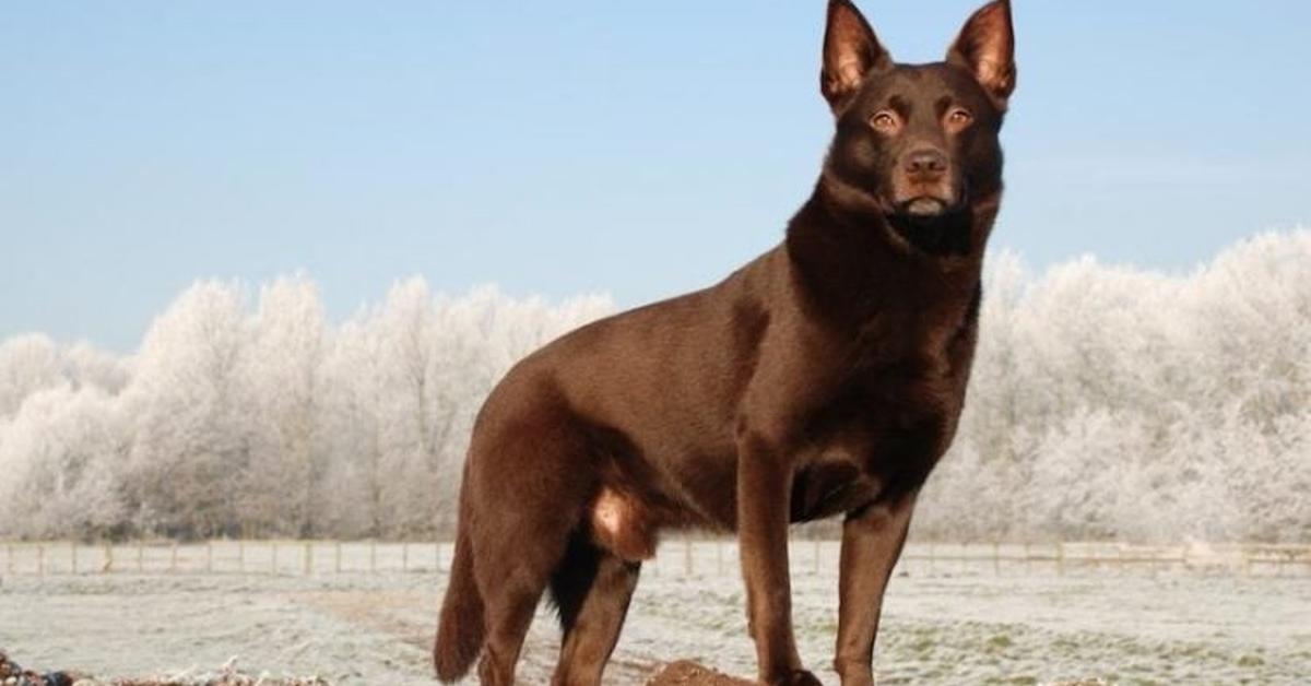 The fascinating Australian Kelpie Dog, scientifically known as Canis lupus.