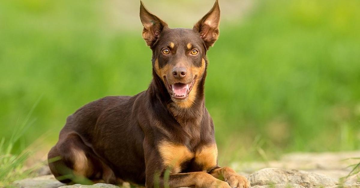 Snapshot of the intriguing Australian Kelpie Dog, scientifically named Canis lupus.