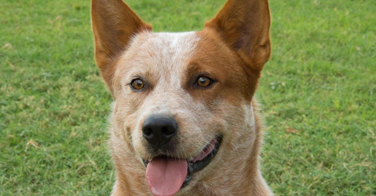 Splendid image of the Australian Cattle Dog, with the scientific name Canis lupus.