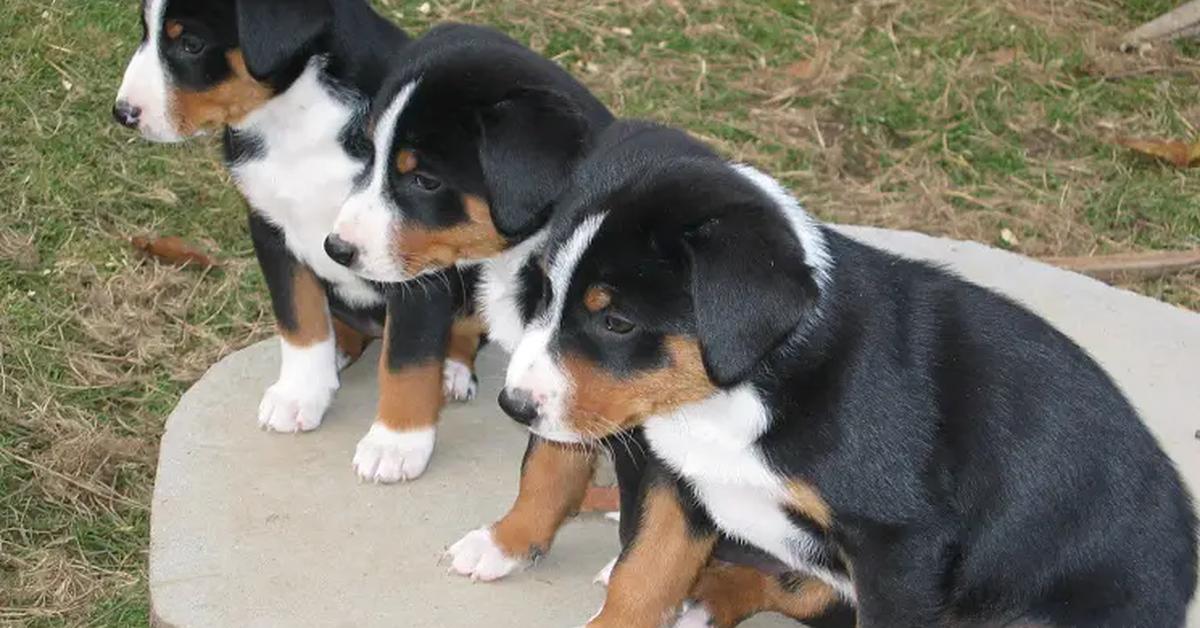 Vivid image of the Appenzeller Dog, or Anjing Appenzeller in Indonesian context.