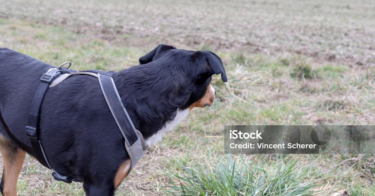 The elegant Appenzeller Dog (Canis lupus), a marvel of nature.