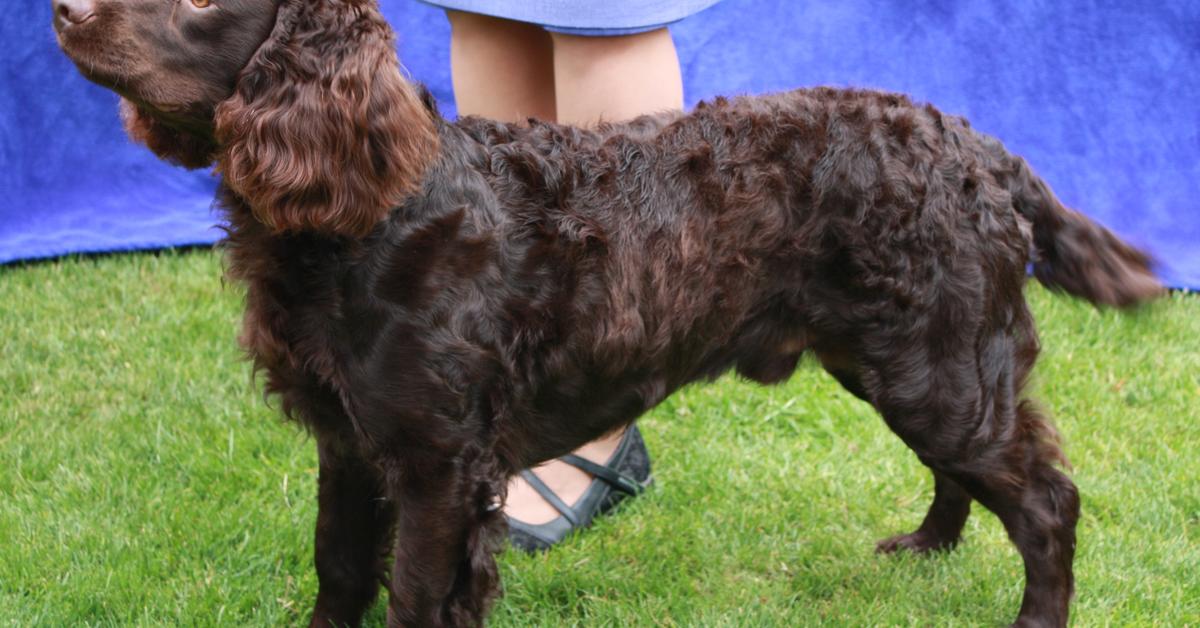 The American Water Spaniel, a species known as Canis Lupus, in its natural splendor.