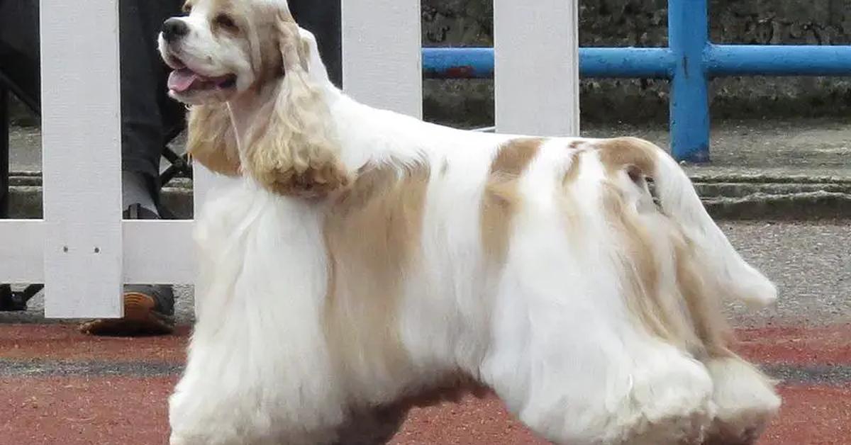 Photograph of the unique American Water Spaniel, known scientifically as Canis Lupus.