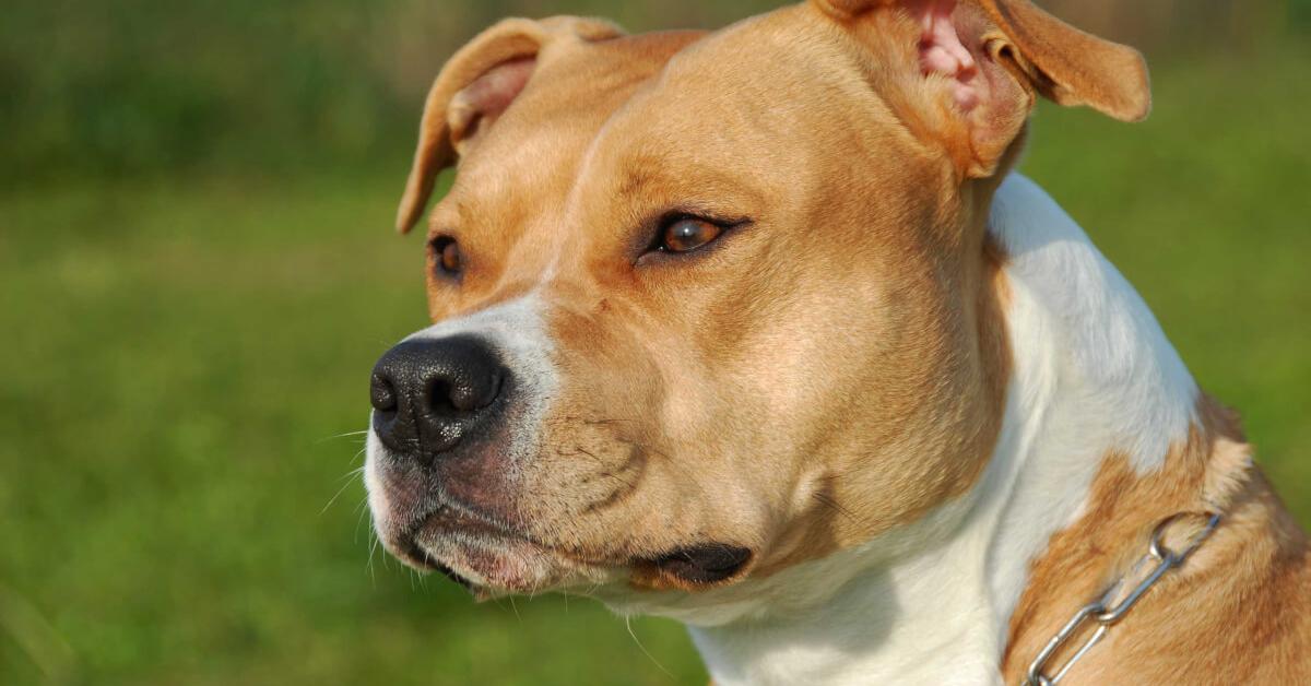 Picture of American Staffordshire Terrier, known in Indonesia as Terrier Amerika Staffordshire.