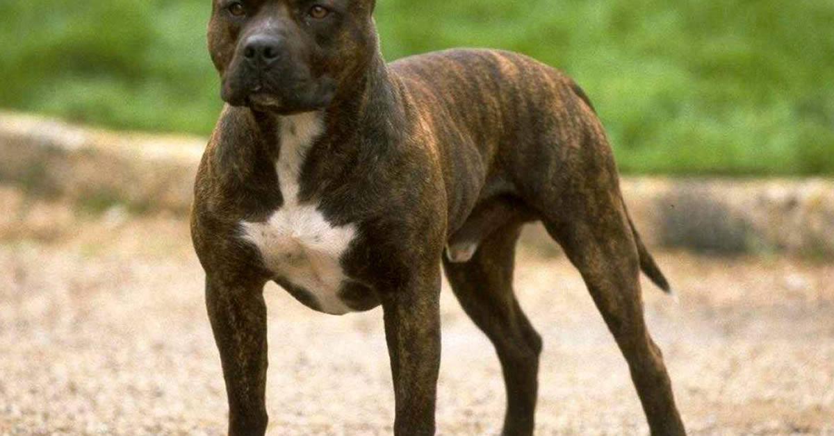 Vivid image of the American Staffordshire Terrier, or Terrier Amerika Staffordshire in Indonesian context.