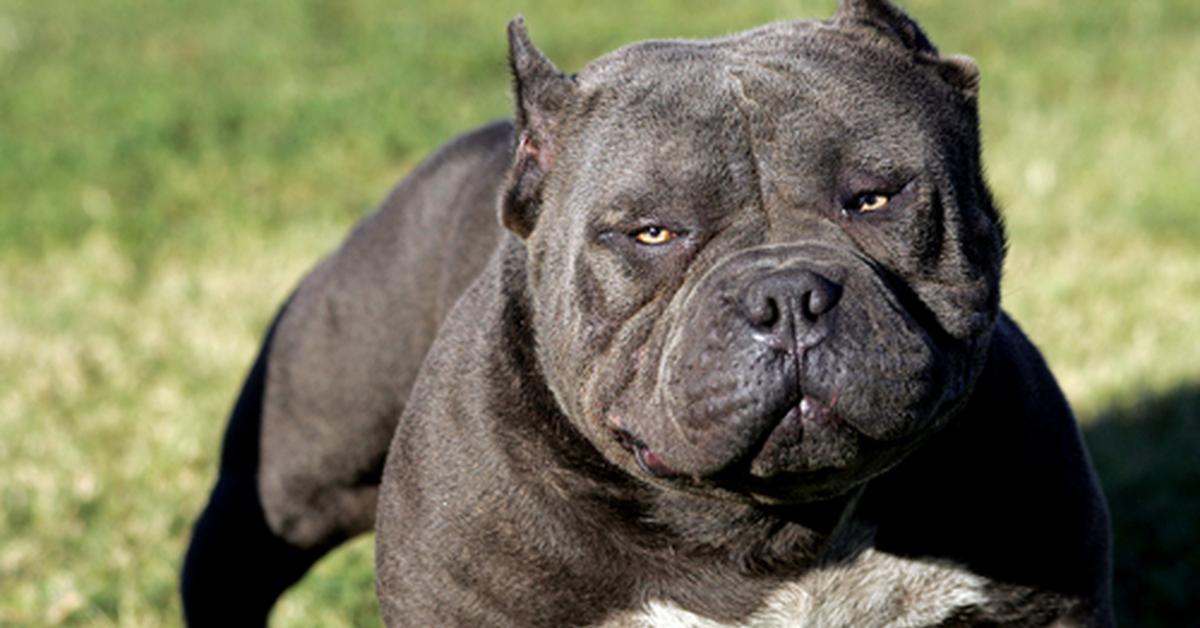 Distinctive American Pit Bull Terrier, in Indonesia known as Anjing Pit Bull Amerika, captured in this image.