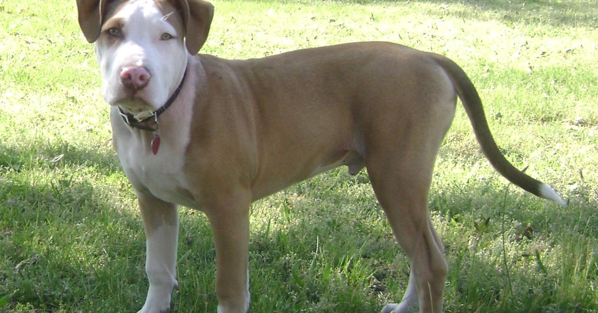 Image showcasing the American Pit Bull Terrier, known in Indonesia as Anjing Pit Bull Amerika.