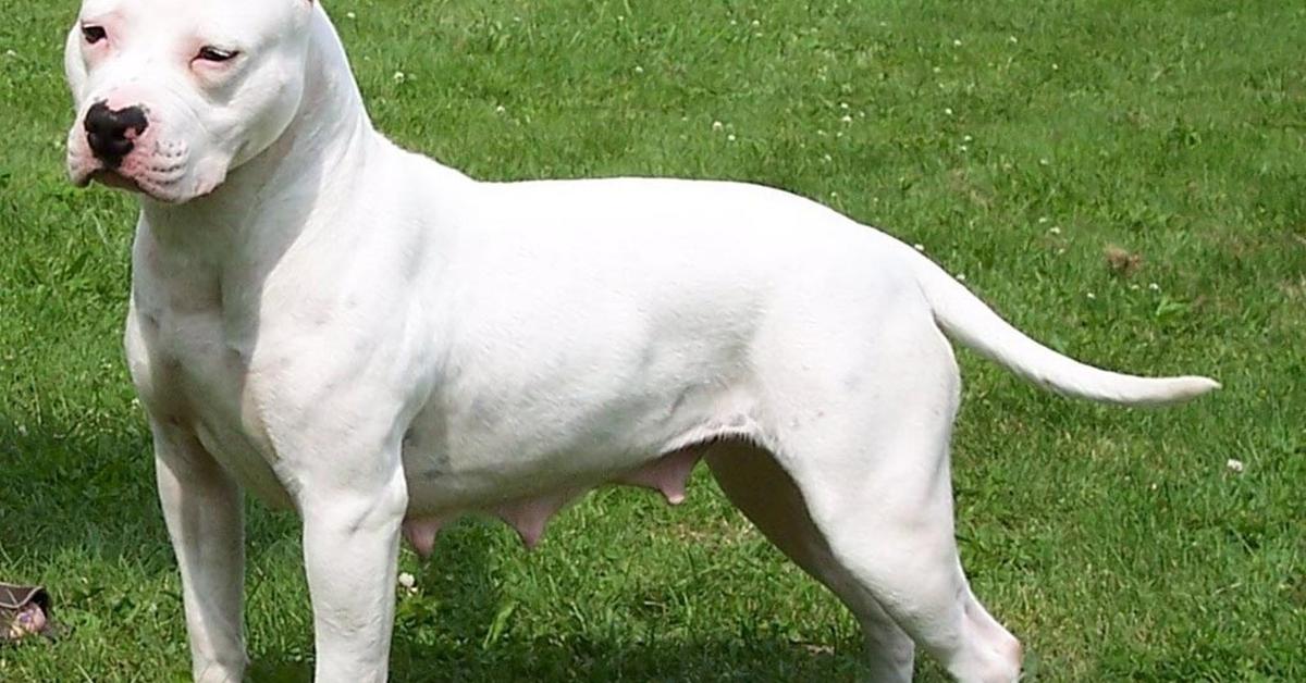 Enchanting American Pit Bull Terrier, a species scientifically known as Canis lupus.