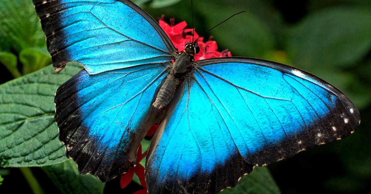 Distinctive Admiral Butterfly, in Indonesia known as Kupu-kupu Laksamana, captured in this image.