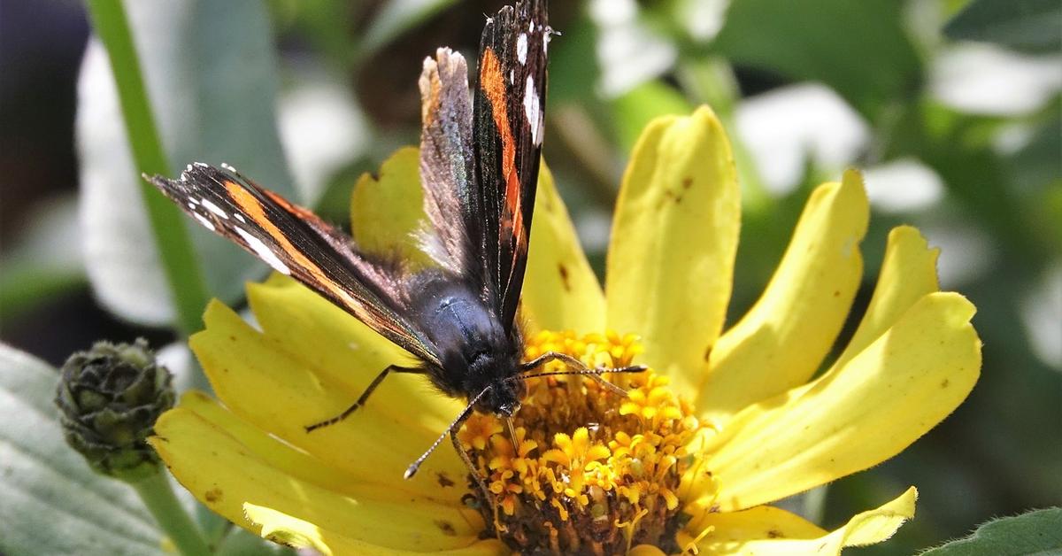 Charming view of the Admiral Butterfly, in Indonesia referred to as Kupu-kupu Laksamana.