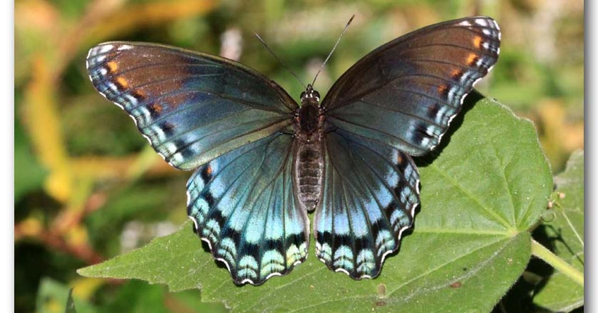 Photograph of the unique Admiral Butterfly, known scientifically as Limenitis astyanax.