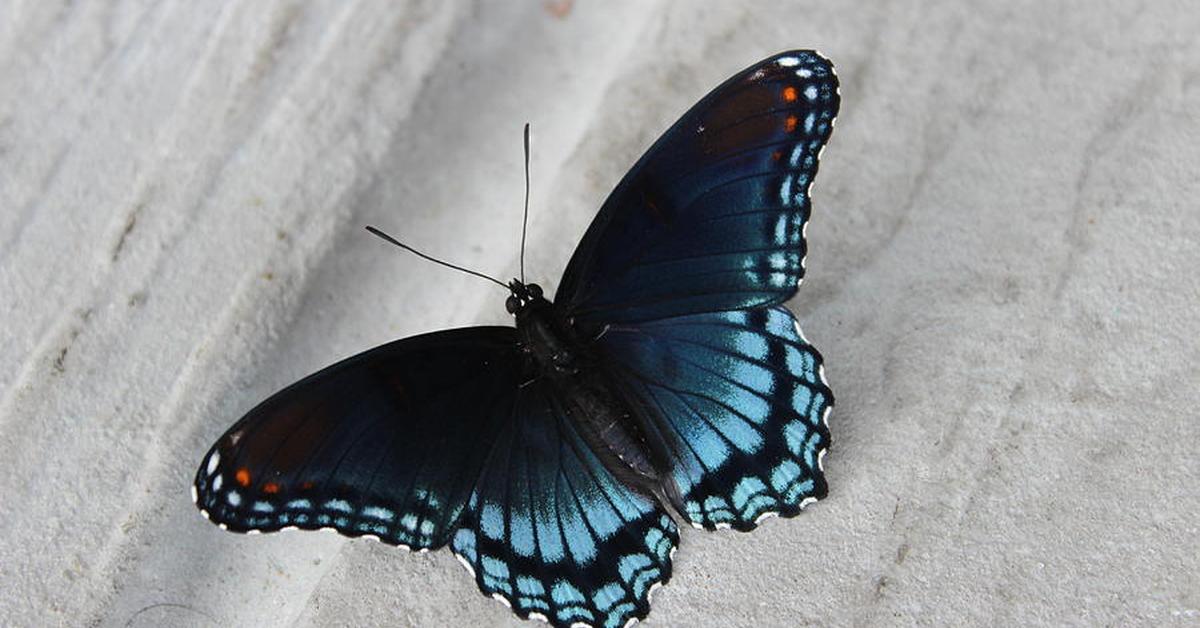 Enchanting Admiral Butterfly, a species scientifically known as Limenitis astyanax.