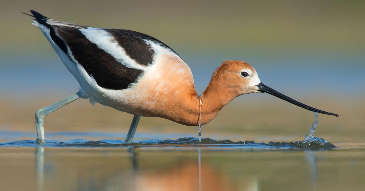 Captured moment of the Avocet, in Indonesia known as Burung Camar.