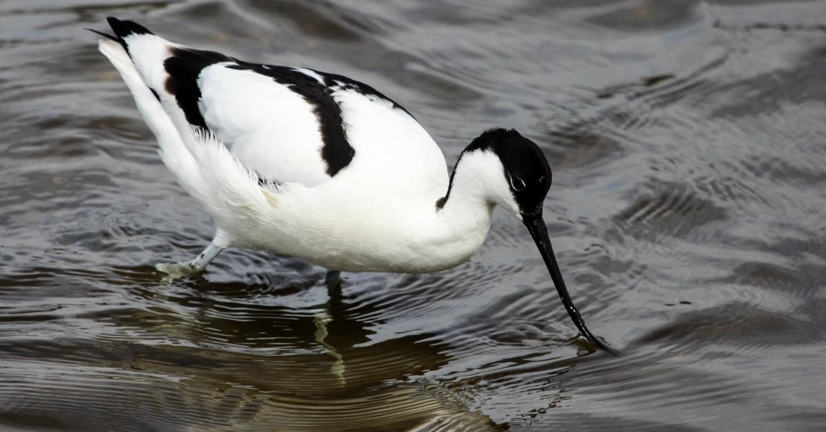 Vivid image of the Avocet, or Burung Camar in Indonesian context.