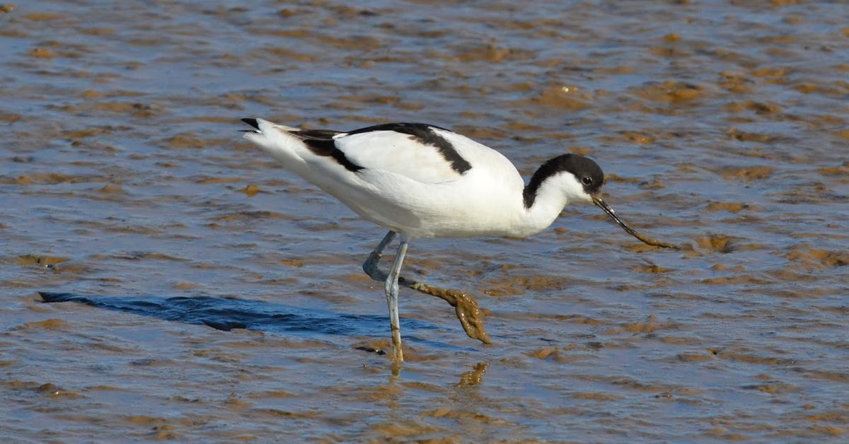 The fascinating Avocet, scientifically known as Recurvirostra.