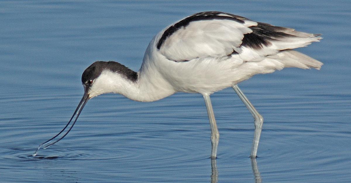 The remarkable Avocet (Recurvirostra), a sight to behold.