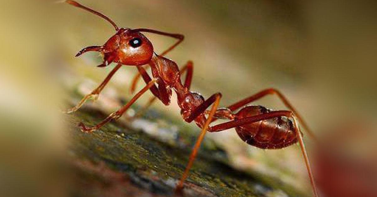 Insightful look at the Ant, known to Indonesians as Semut.