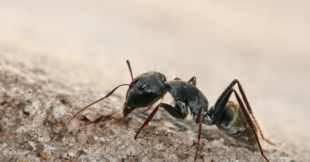 Photogenic Ant, scientifically referred to as Formicidae.