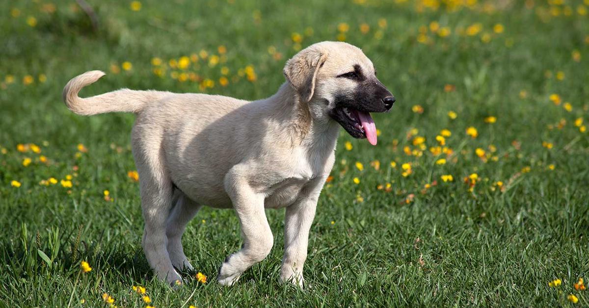 Insightful look at the Anatolian Shepherd Dog, known to Indonesians as Anjing Anatolia.