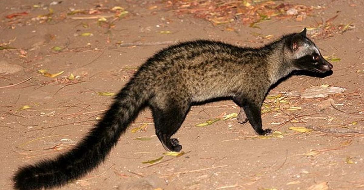 Stunning depiction of Asian Palm Civet, also referred to as Paradoxurus hermaphroditus.