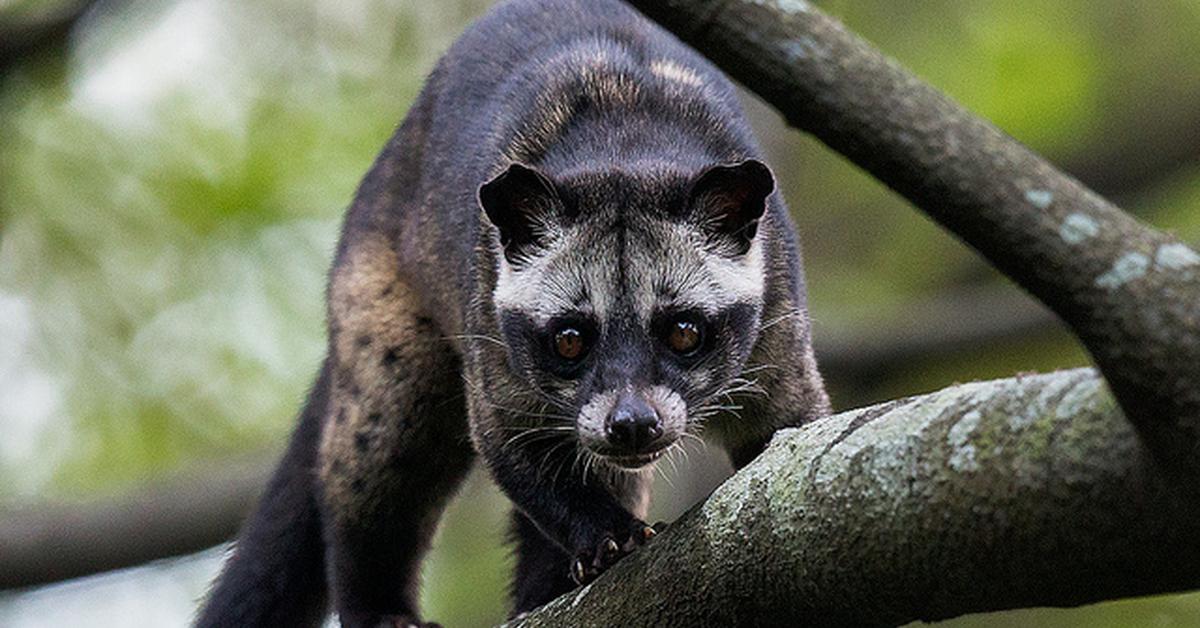 Captured moment of the Asian Palm Civet, in Indonesia known as Musang Asia.