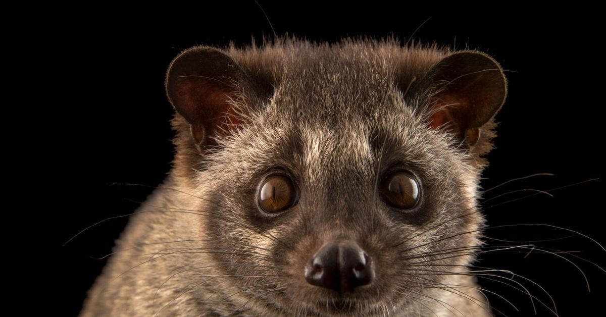 Elegant Asian Palm Civet in its natural habitat, called Musang Asia in Indonesia.