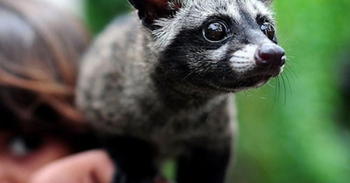 Insightful look at the Asian Palm Civet, known to Indonesians as Musang Asia.